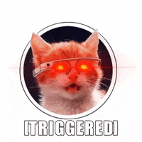 Cat Triggering GIF by Product Hunt