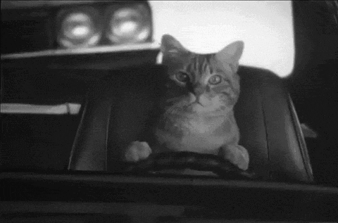 Cat Car GIF - Find & Share on GIPHY
