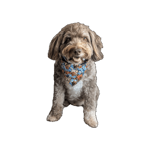 Avatar The Last Airbender Dog Sticker by Geekster Pets