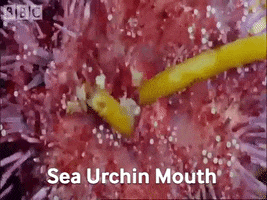 Urchin GIF