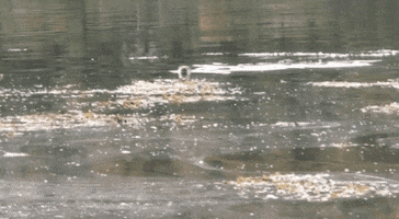 Otter GIF