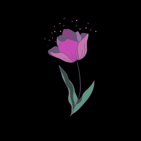 Tulip GIF by Discover Holland