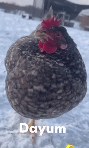Bird Chicken GIF