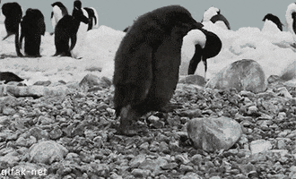 birds penguin GIF