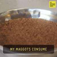 Hungry Bugs GIF by 60 Second Docs