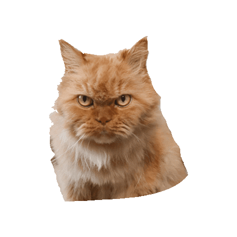 Gato Sticker by Thaty Deccache