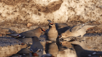 Water Stay Hydrated GIF by U.S. Fish and Wildlife Service