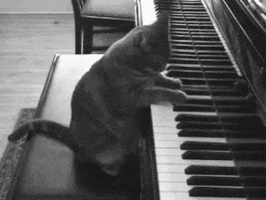 Piano Playing GIFs - Get the best GIF on GIPHY