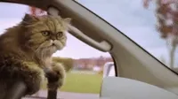 cat driving GIF