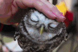 https://media3.giphy.com/media/pGH1H23r5NgiY/giphy.gif