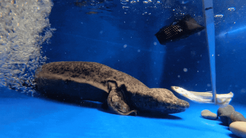 Giant Salamander GIFs - Get the best GIF on GIPHY