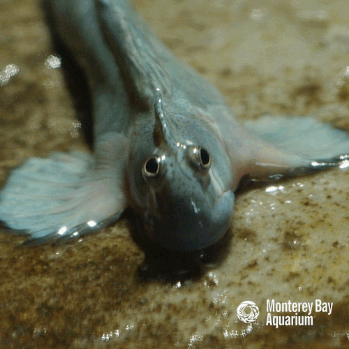 Jumping Leaping Blenny GIF by Monterey Bay Aquarium Find & Share on GIPHY