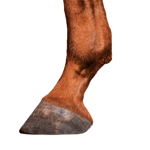 Dogfood Catfood Sticker by Vitalstyle