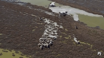 panajan nature animal farm wildlife GIF