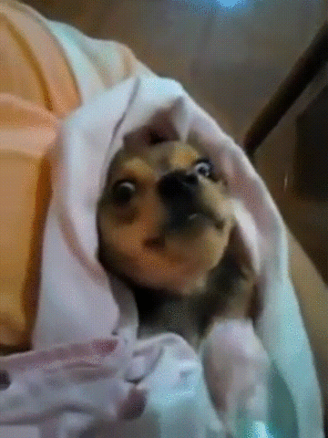 puppy spoon GIF