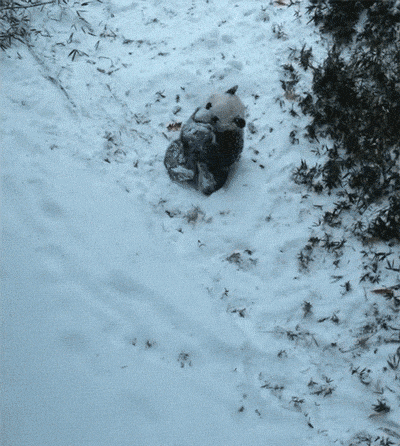 Snow Pandas GIF by Digg - Find & Share on GIPHY