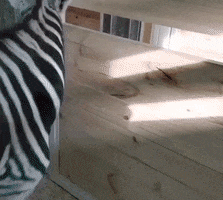 Зебра GIF