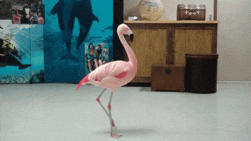 flamingo spinning GIF flamingo spinning GIF