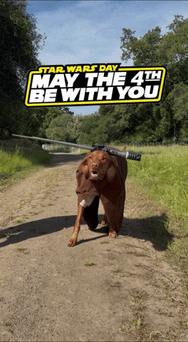 Star Wars Day May4Th GIF