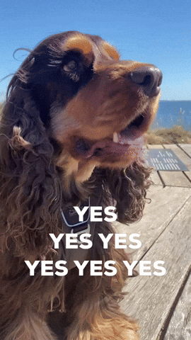 Cute Dog Count Me In GIF