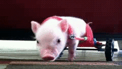funny baby pig gifphoto