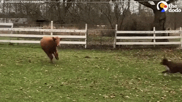 baby cow dog GIF by The Dodo