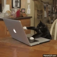 Busy-cat GIFs - Get the best GIF on GIPHY