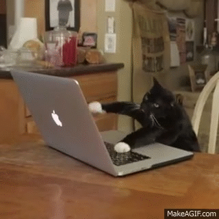 Gif of a cat typing