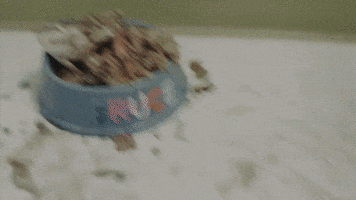 office pet GIF by Diply