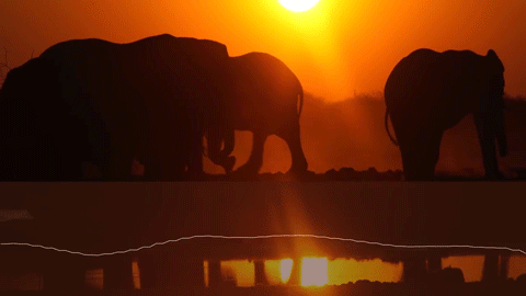 Elephant Sound GIF by PBS Digital Studios - Find & Share on GIPHY