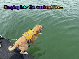 Dog GIF