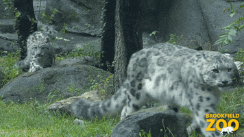 Race Chase GIF by Brookfield Zoo