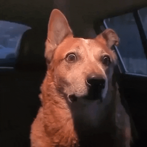 Concerned Dog GIF