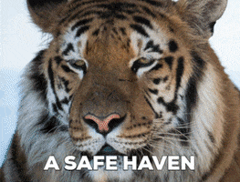 Big Cats Tiger GIF by FOUR PAWS Australia
