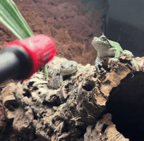 Water Tongue GIF