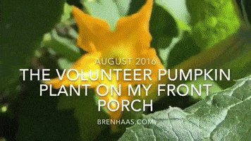 Pumpkin GIF