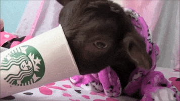 Coffee Goat GIF by Storyful