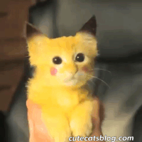 Pokemon Cute Cats GIF