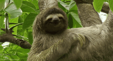 Animals Sloth animated GIF