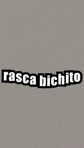 Rasca Bichito GIF