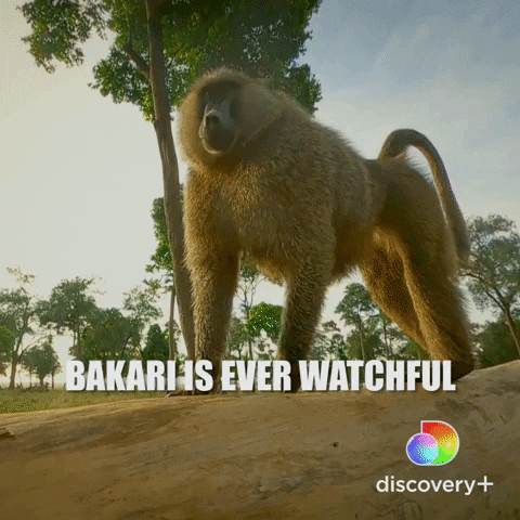 Safari Watching GIF by Discovery