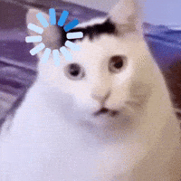 Cats Cute Cat GIF