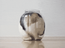 cat spinning GIF
