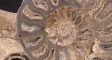 Sea Life Shell GIF