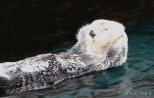 rubbing sea otter GIF