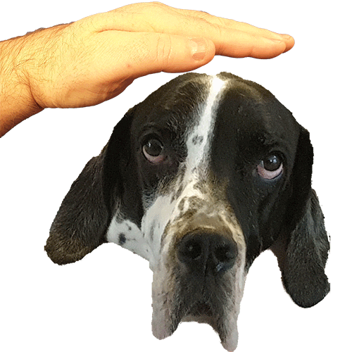 Animated Sticker