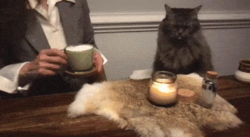 Sleepy Cat GIF