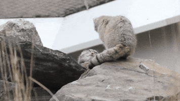 Pallas Cat Jump GIF by Korkeasaari Zoo