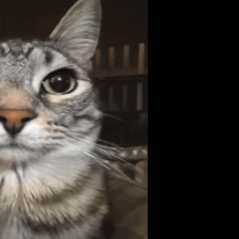 Cat Images GIF