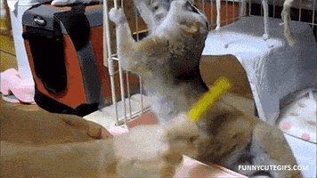 cage brushing GIF